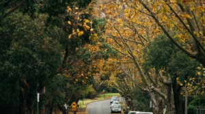 Mont_Albert_HERO_Image