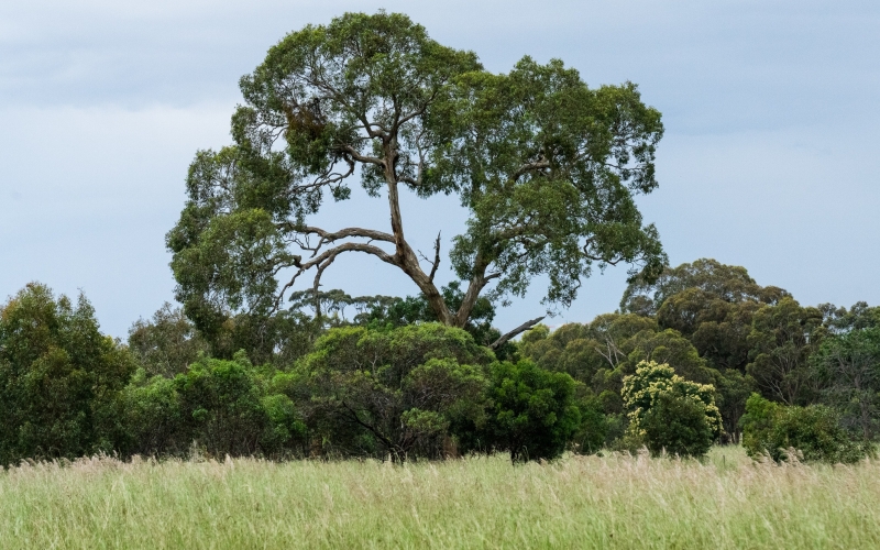 Woodlands Historic Park has many trails for hiking or bike rides. Credit image: https://conservationvolunteers.com.au/