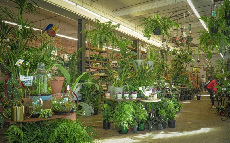 Plants_Store_Fitzroy