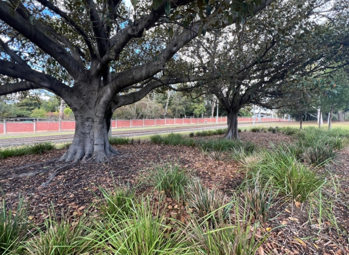 Royal Park and the University of Melbourne boast impressive trees that residents cherish.