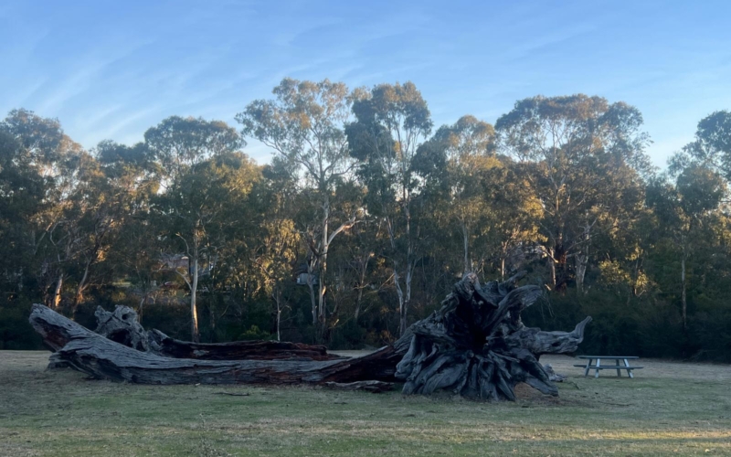 Main_Yarra_Trail_Templestowe Main Yarra Trail is a lovely public walkway filled with a scenic natural environment.