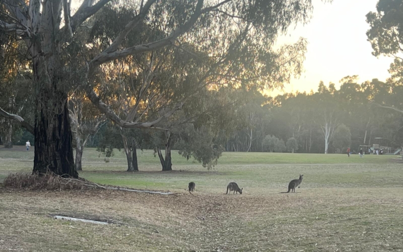 Westerfolds Park_ Templestowe Westerfold Park is a beautiful 120 hectares of natural wildlife.