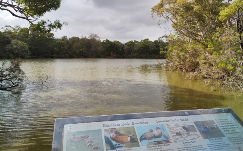 Blackburn Lake Sanctuary features areas of regenerated bushland and various walking tracks.